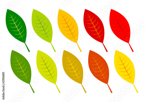Collection of autumn leaves