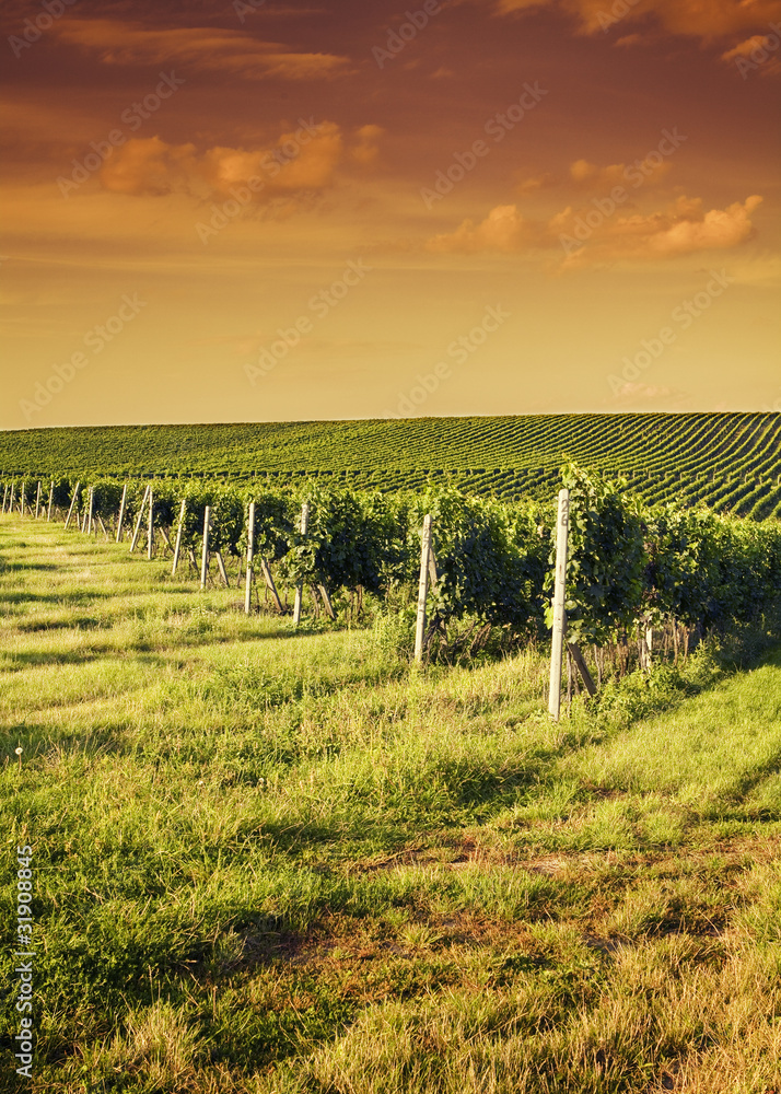 Fototapeta premium Evening view of the vineyards