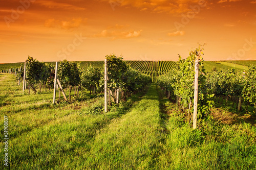Evening view of the vineyards © Rostislav Sedlacek