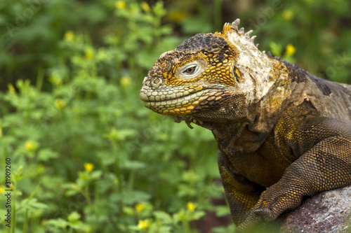 Drusenkopf  Galapagos-Landleguan   3