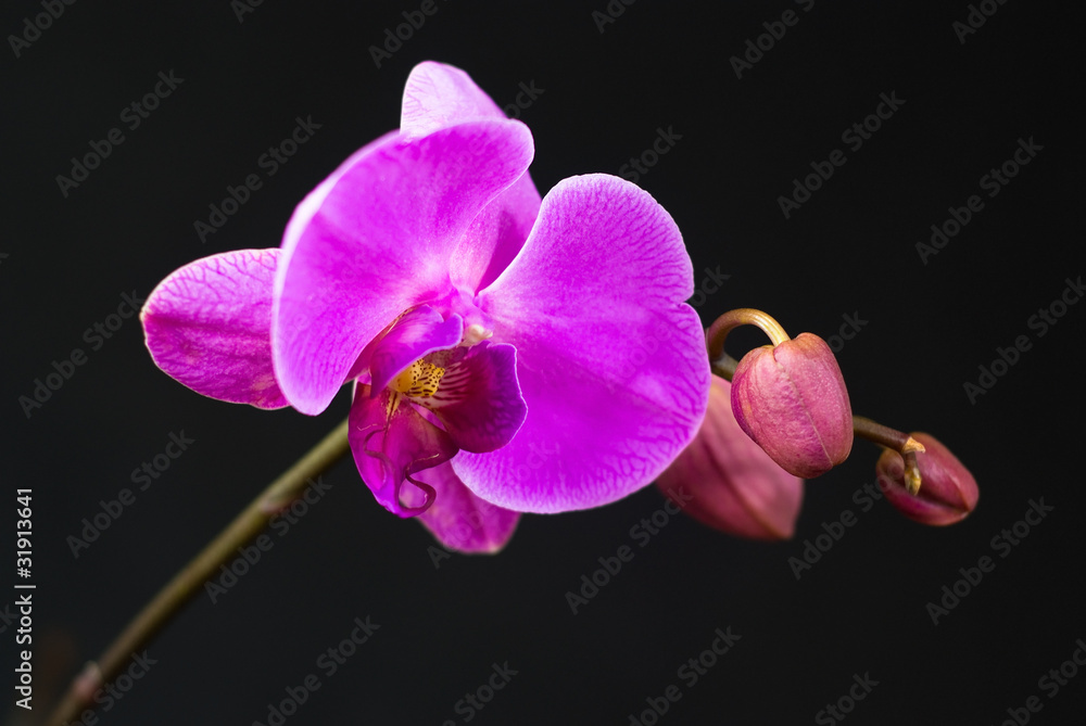 Fototapeta premium Fioletowa orchidea na czarnym tle