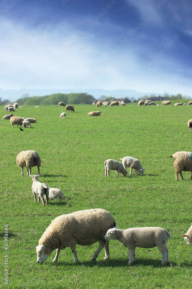 Shee & Lambs grazing