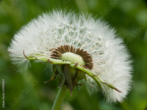 Принти на полотні pusteblume