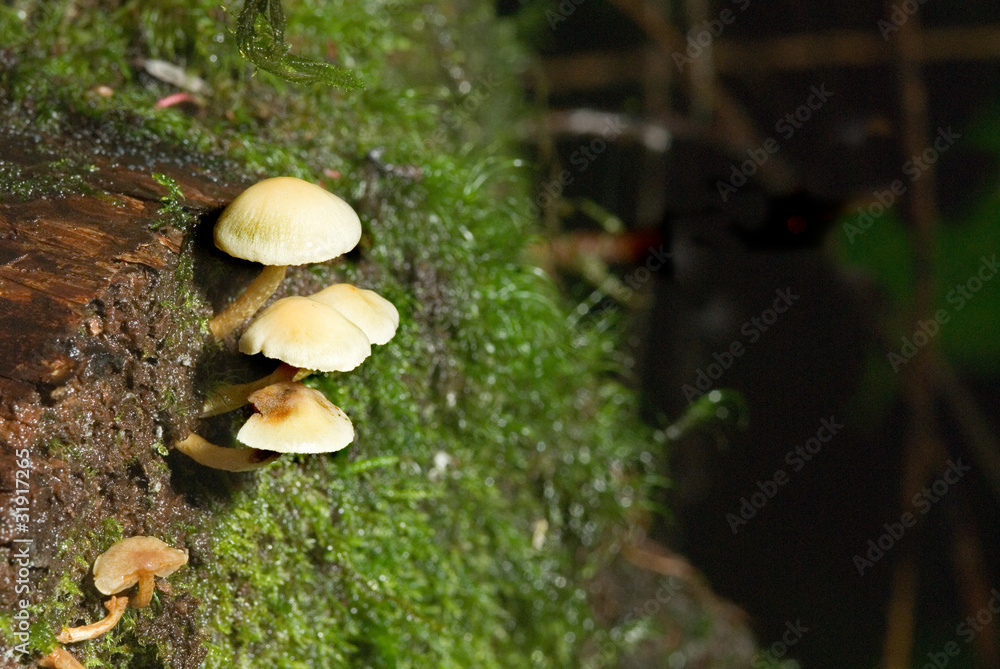 mushroom 1. mushroom 1.
