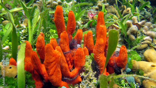 Red fire sponge Tedania ignis, on shallow seabed with seagrass, Caribbean sea, Panama