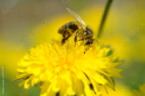 Fotografía bee