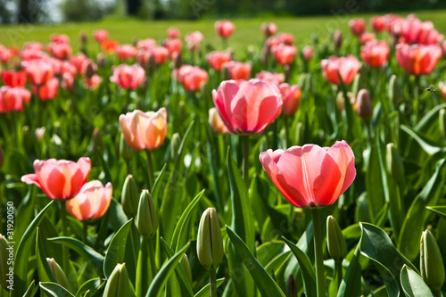 Spring tulips impregnated by the sun