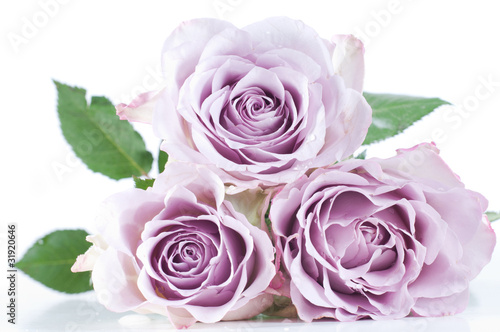 Pastel shade roses