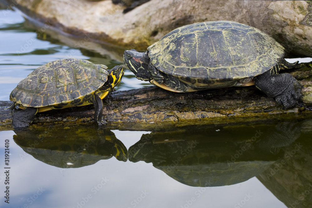 Obraz premium Red Eared Sliders in a water