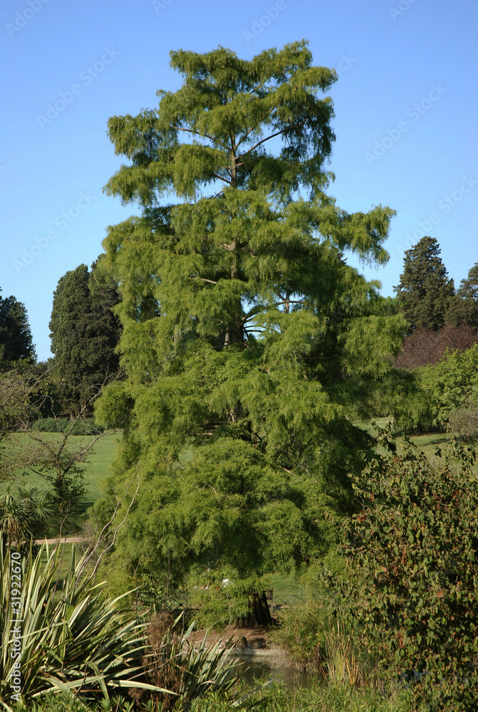 Obraz premium Gigante