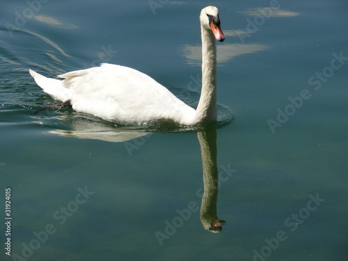 Tableau sur toile Einsamer Schwan