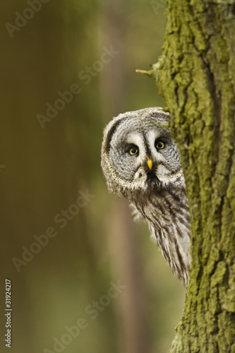 The Great Grey Owl or Lapland Owl, Strix nebulosa