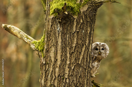 Tawny Owl
