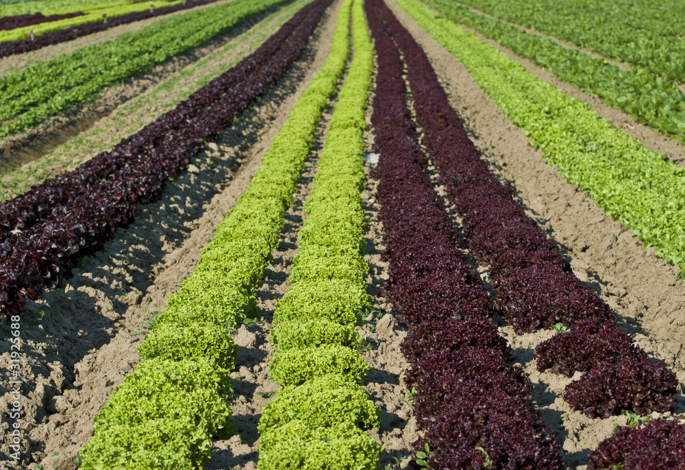 Blattsalat grün rot auf dem Feld Blattsalat grün rot auf dem Feld