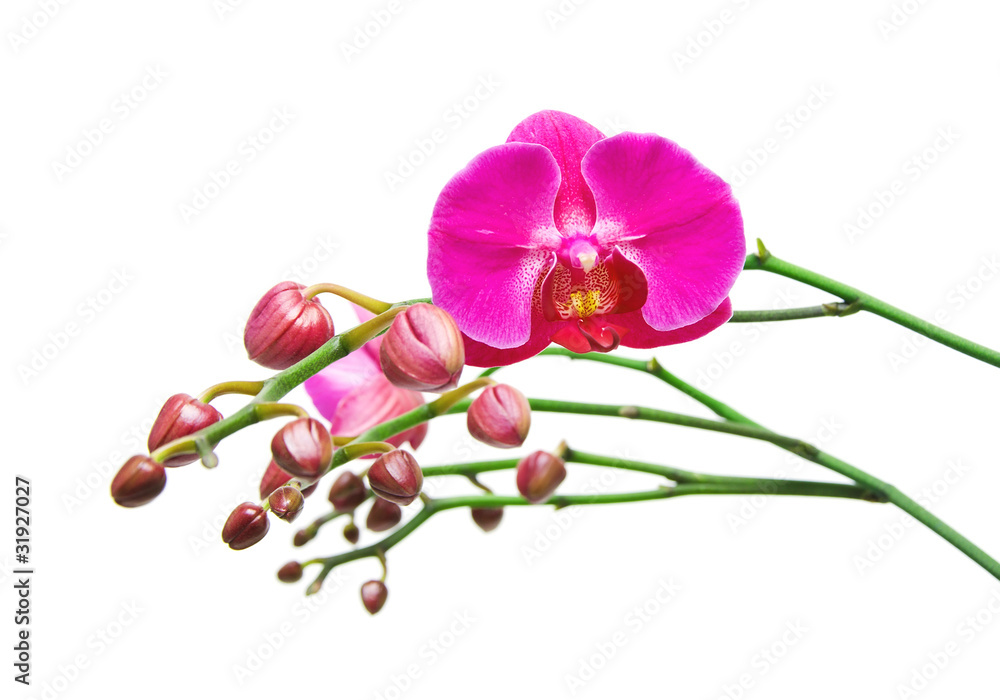 Obraz premium Orchid bright color.