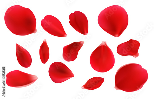 Obraz na plátně Red rose petals
