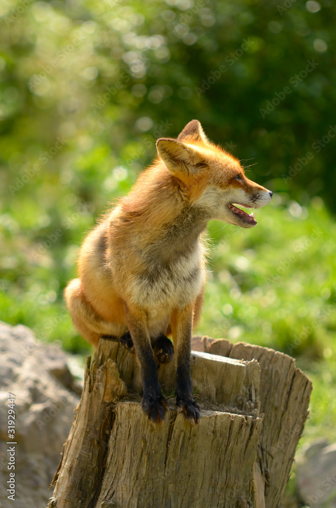 Obraz premium rotfuchs 4