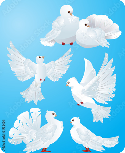 white pigeons