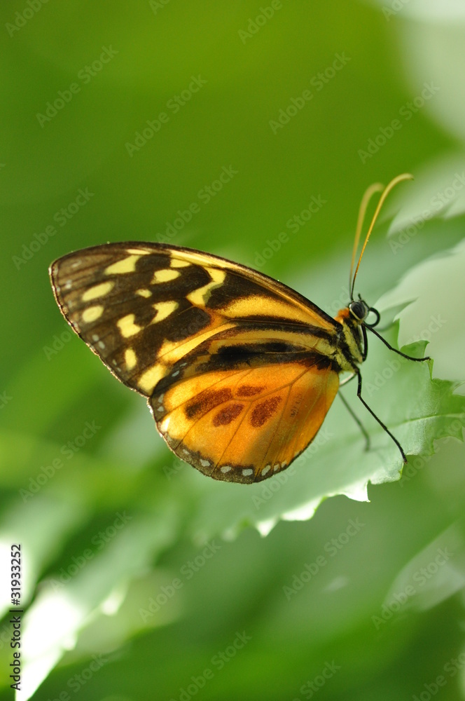 Schmetterling im Licht Schmetterling im Licht