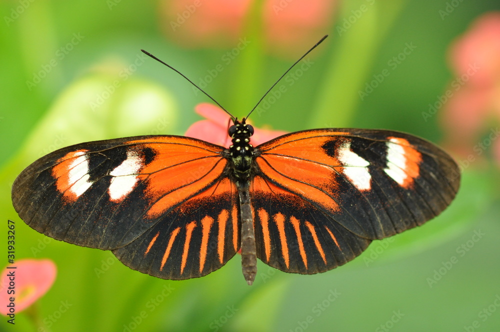 butterfly in red butterfly in red