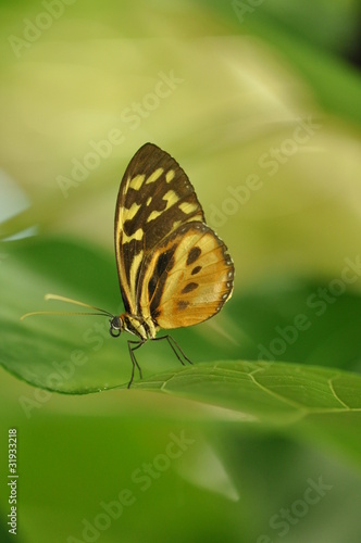 Schmetterling auf Blatt © emotionpicture