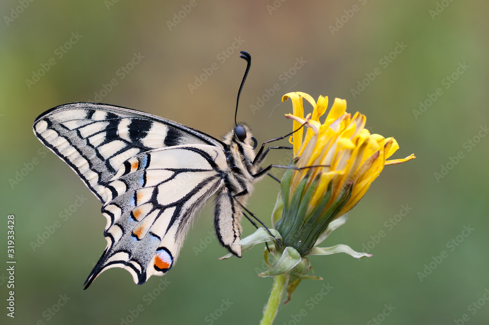 Naklejka premium Papilio machaon