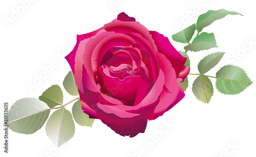 Rose rouge avec feuillage