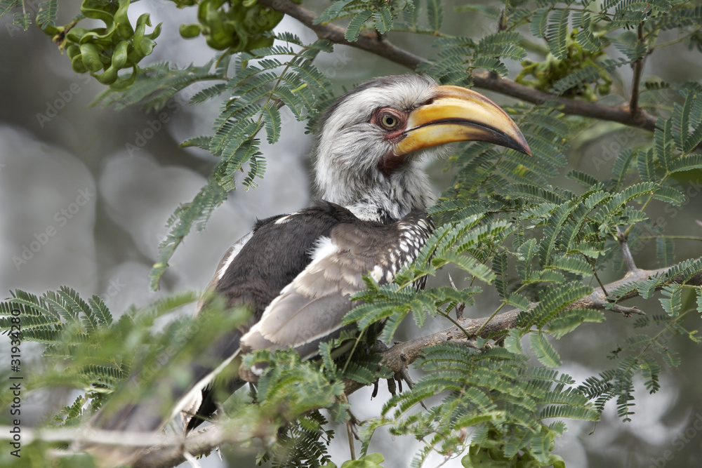 Yellowbilled hornbill in an acacia tree