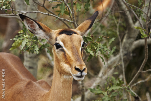 Impala ewe on alert in bushveld