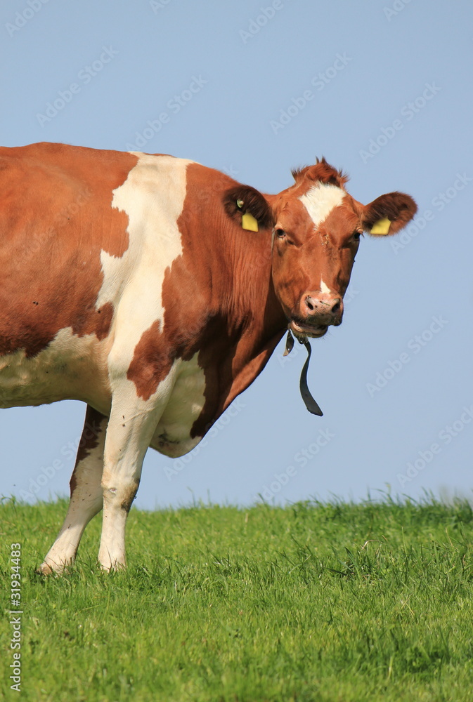 Half cow Half cow