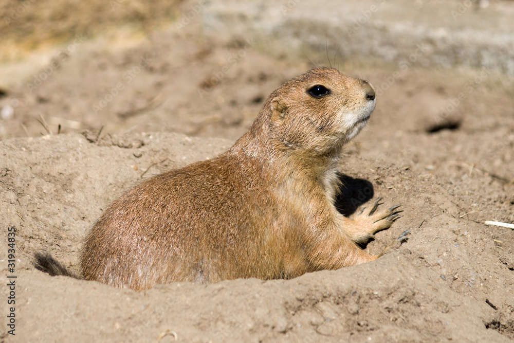 Prairie dog is looking out from his hole Prairie dog is looking out from his hole