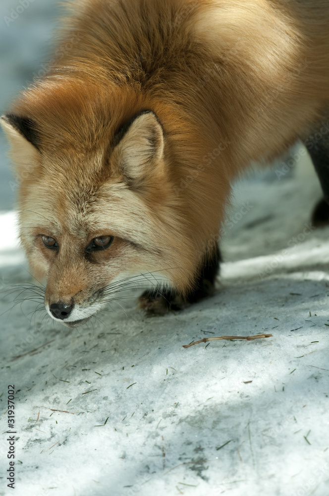 Obraz premium Red Fox