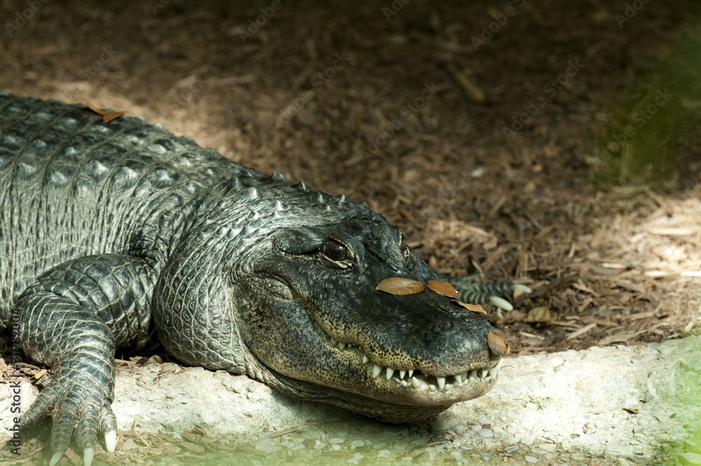 crocodile crocodile