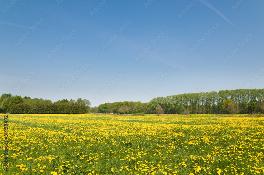 Obraz premium Weideland mit blühendem Löwenzahn