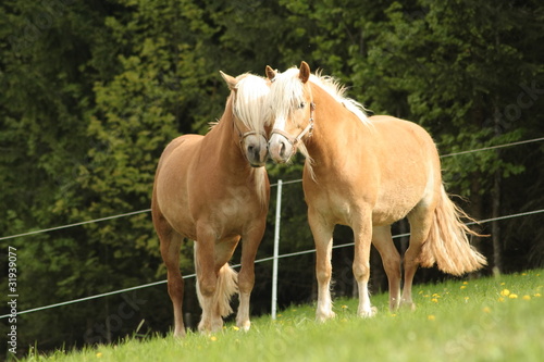 Haflinger