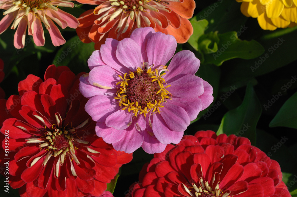 zinnia