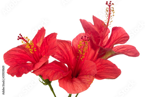 red hibiscus isolated on the white background