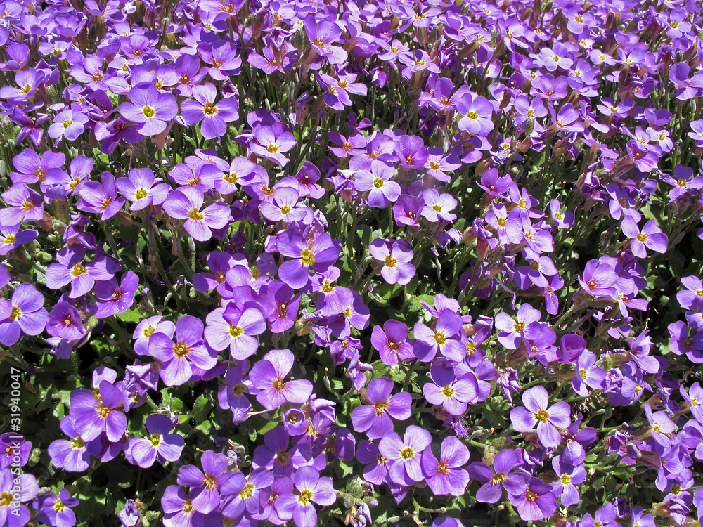 Blaukissen- wallcress - aubrieta Blaukissen- wallcress - aubrieta