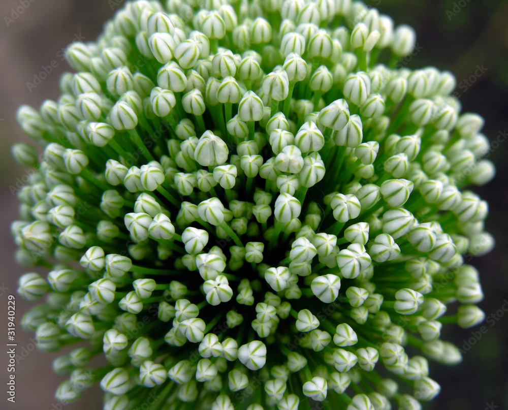 blooming onion blooming onion
