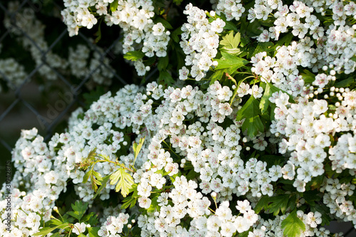 hawthorn hedge