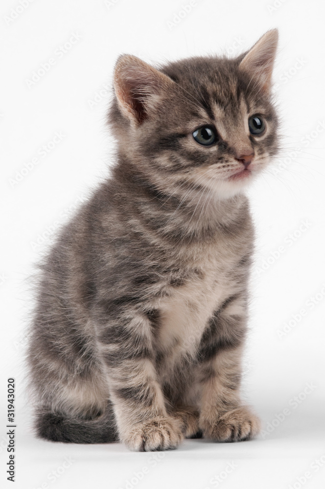 little striped kitten