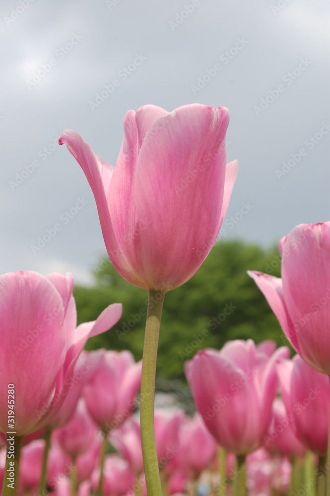 Fototapeta premium ピンクのチューリップ