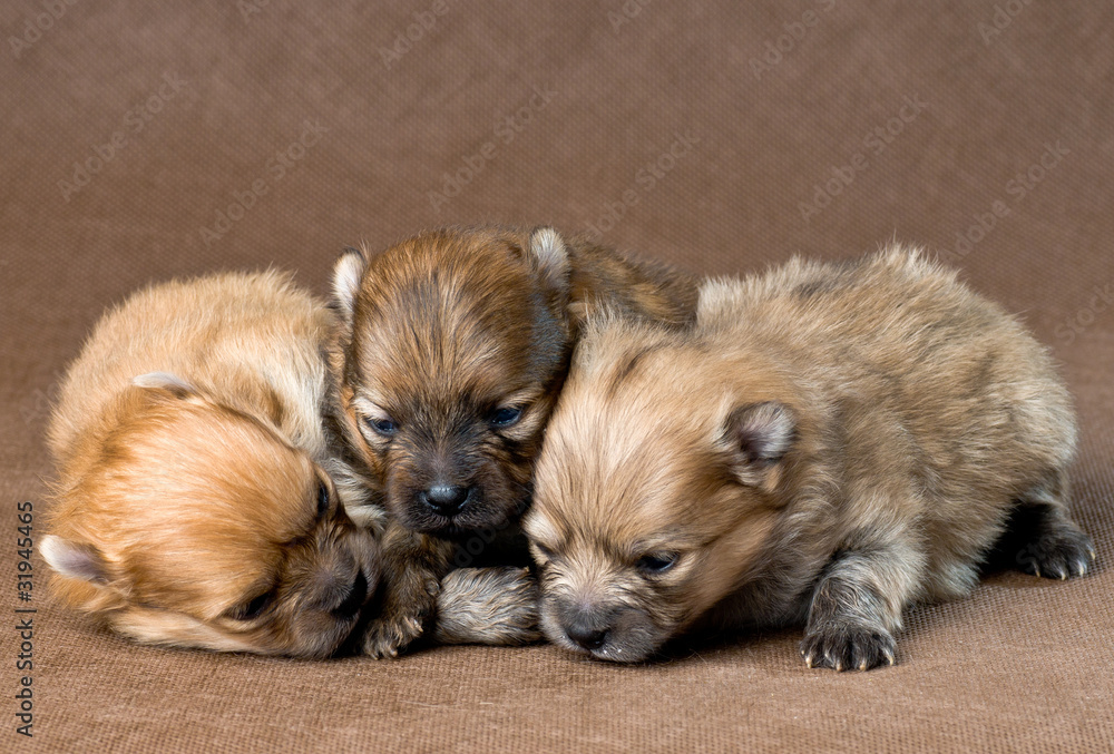 Three  puppies of the spitz-dog in studio