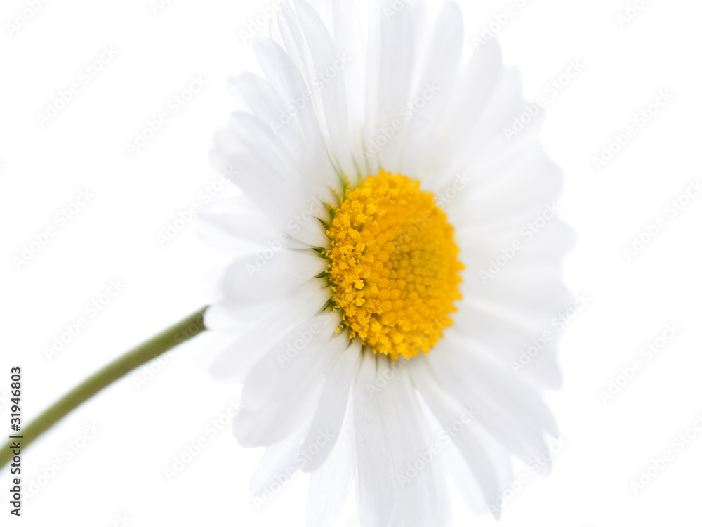 Obraz premium macro daisy 3
