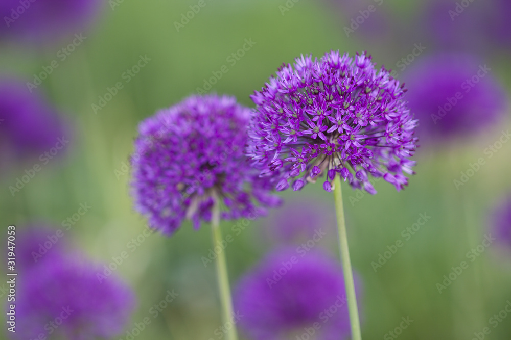 Fototapeta premium Ausschnitt Alium Blüten
