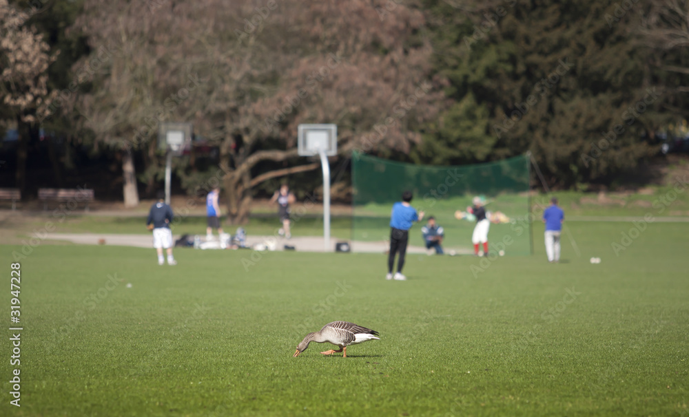 Obraz premium Sportanlage im Stadt-Park 
