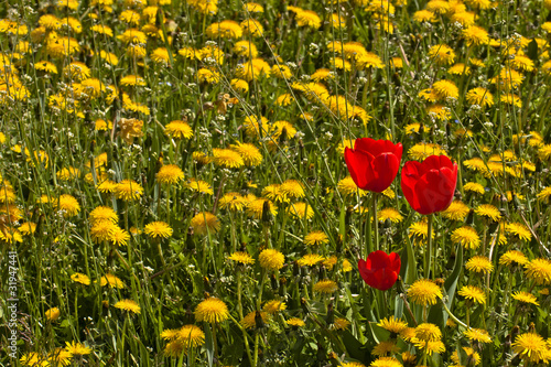 Sommerwiese gelbe L  wenzahnbl  ten mit roten Tulpen