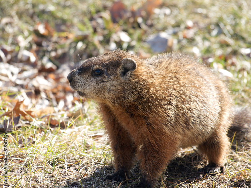 Naklejka premium Marmotte du Canada