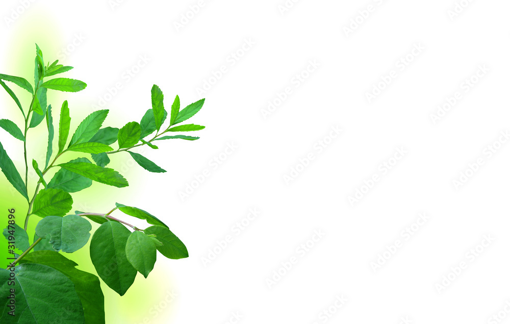 Obraz premium Arrière-plan nature