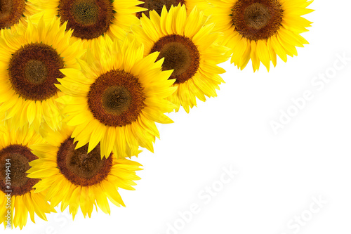 Fototapeta Naklejka Na Ścianę i Meble -  Sonnenblumen als Hintergrundverzierung